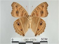 眼蛺蝶、孔雀蛺蝶藏品圖，第2張