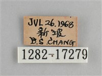 眼蛺蝶、孔雀蛺蝶藏品圖，第3張