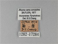 雙色帶蛺蝶藏品圖，第3張