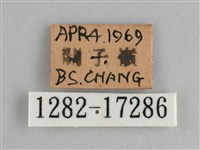 鱗紋眼蛺蝶藏品圖，第3張