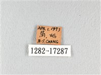 翠鳳蝶蘭嶼亞種藏品圖，第3張