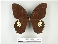 無尾白紋鳳蝶藏品圖，第1張