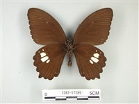 無尾白紋鳳蝶藏品圖，第2張