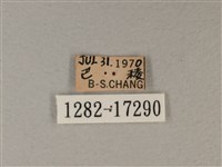 白裳貓蛺蝶藏品圖，第3張