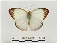 淡褐脈粉蝶藏品圖，第1張