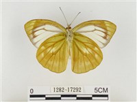 淡褐脈粉蝶藏品圖，第2張