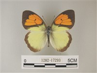 異粉蝶、雌白黃蝶藏品圖，第1張