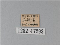 異粉蝶、雌白黃蝶藏品圖，第3張