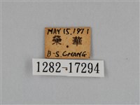 圓翅鉤粉蝶藏品圖，第3張