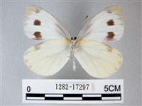 緣點白粉蝶藏品圖，第2張