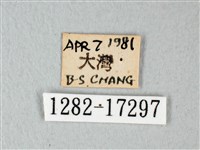 緣點白粉蝶藏品圖，第3張