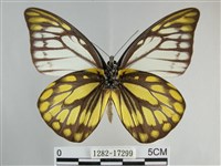 鋸粉蝶藏品圖，第2張