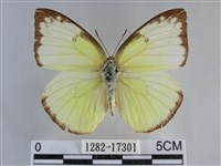 遷粉蝶、淡黃蝶藏品圖，第1張