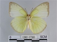 遷粉蝶、淡黃蝶藏品圖，第2張