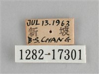 遷粉蝶、淡黃蝶藏品圖，第3張