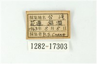 森灰蝶藏品圖，第3張
