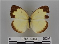 亮色黃蝶藏品圖，第1張