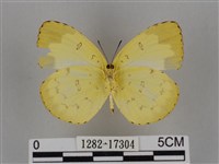 亮色黃蝶藏品圖，第2張