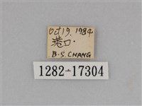 亮色黃蝶藏品圖，第3張