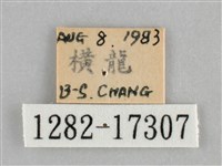 網絲蛺蝶、石牆蝶藏品圖，第3張