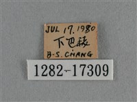 細灰蝶藏品圖，第3張
