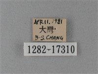 大絹斑蝶藏品圖，第3張