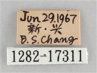 網絲蛺蝶、石牆蝶藏品圖，第3張
