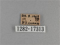 黃豹盛蛺蝶藏品圖，第3張