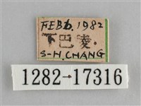 鱗紋眼蛺蝶藏品圖，第3張