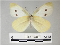 白粉蝶、紋白蝶藏品圖，第2張