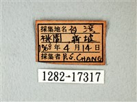 白粉蝶、紋白蝶藏品圖，第3張