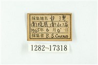南方燕藍灰蝶藏品圖，第3張