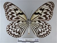 大白斑蝶藏品圖，第2張