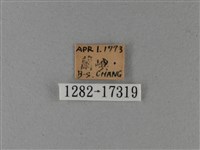大白斑蝶藏品圖，第3張