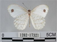 纖粉蝶、黑點粉蝶藏品圖，第2張