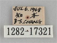 纖粉蝶、黑點粉蝶藏品圖，第3張