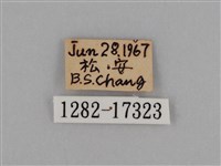 圓翅鉤粉蝶藏品圖，第3張