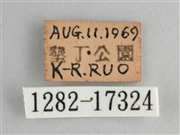 鱗紋眼蛺蝶藏品圖，第3張
