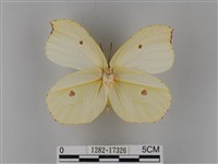 圓翅鉤粉蝶藏品圖，第2張