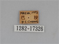 圓翅鉤粉蝶藏品圖，第3張