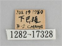 青眼蛺蝶、孔雀青蛺蝶藏品圖，第3張