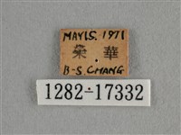 細灰蝶藏品圖，第3張
