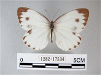 緣點白粉蝶藏品圖，第1張