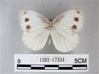 緣點白粉蝶藏品圖，第2張