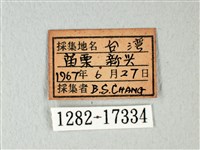 緣點白粉蝶藏品圖，第3張