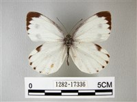 緣點白粉蝶藏品圖，第1張