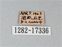 緣點白粉蝶藏品圖，第3張