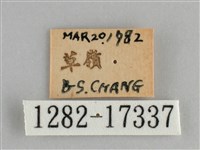 青眼蛺蝶、孔雀青蛺蝶藏品圖，第3張