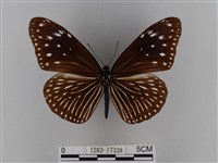 異紋紫斑蝶藏品圖，第1張
