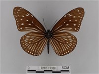 異紋紫斑蝶藏品圖，第2張